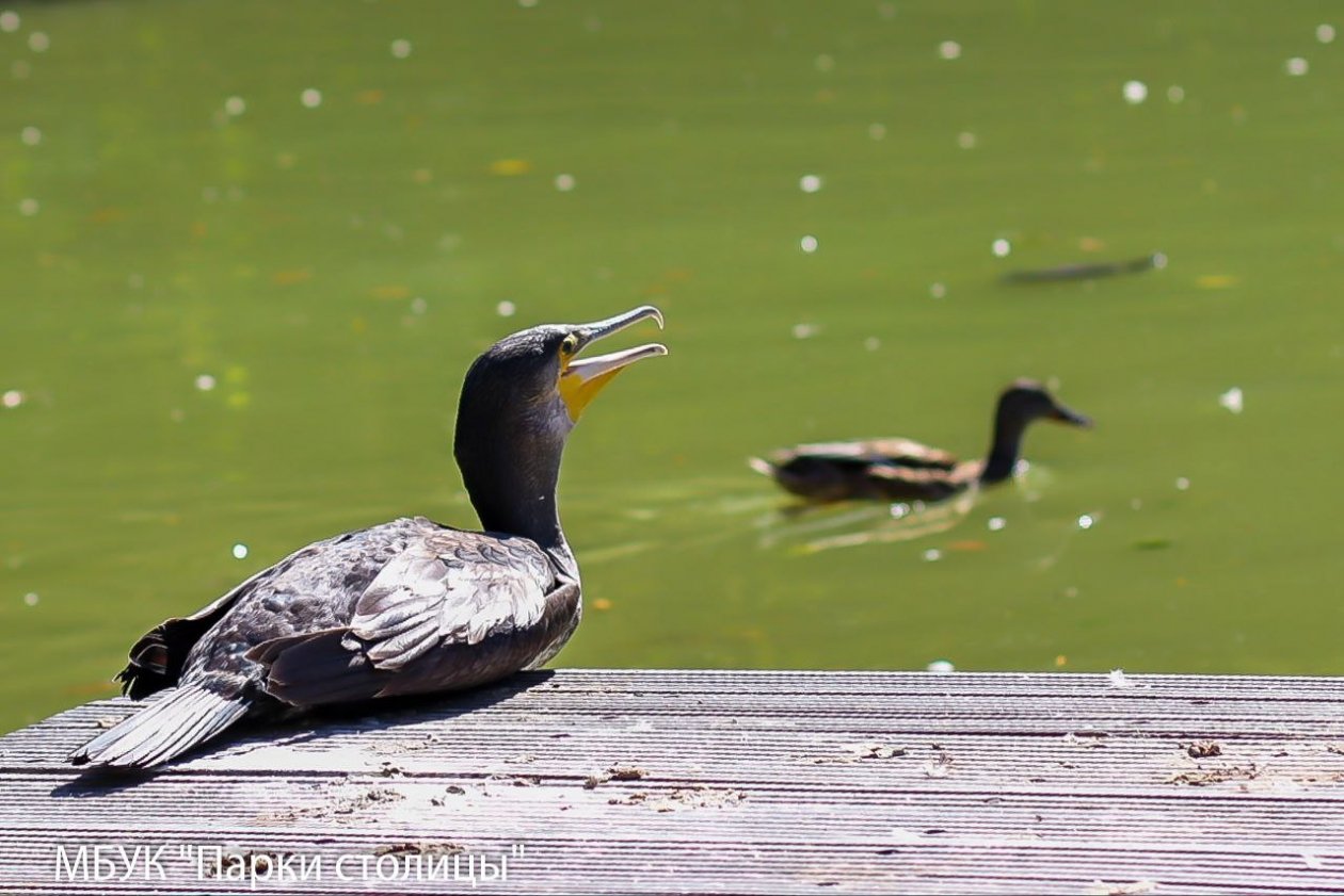 Бакланы прилетели зимовать в Крым МБУК &quotПарки столицы&quot