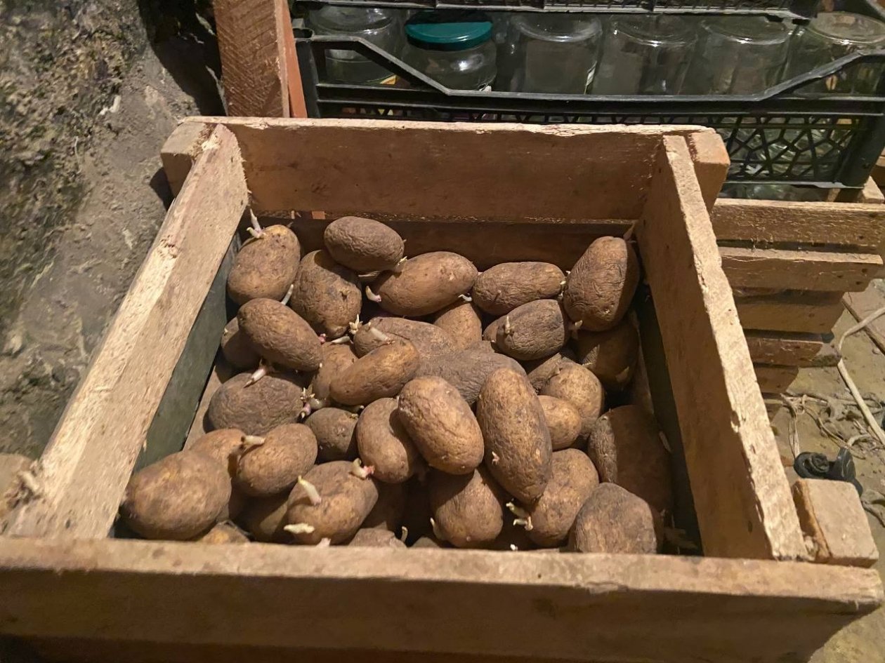 Капсула времени для урожая: заверните овощи в эту бумагу - хранятся свежими до весны ИА Stavropol.Media