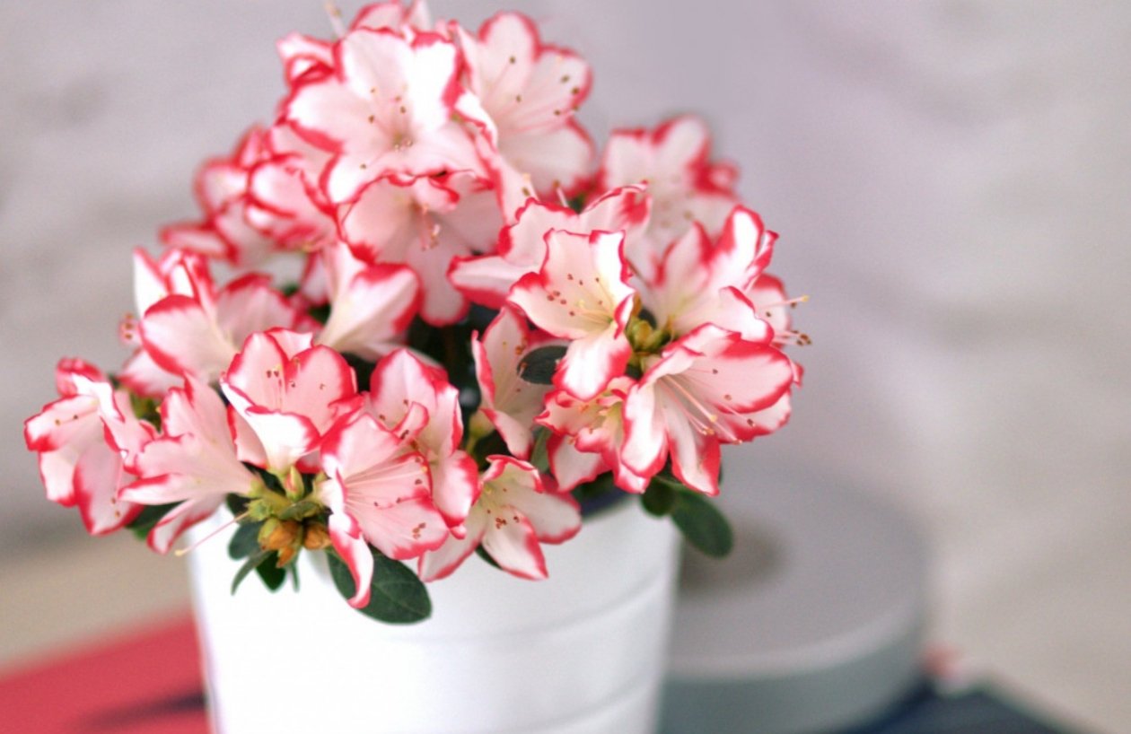 Тематическая иллюстрация Photo by form PxHere