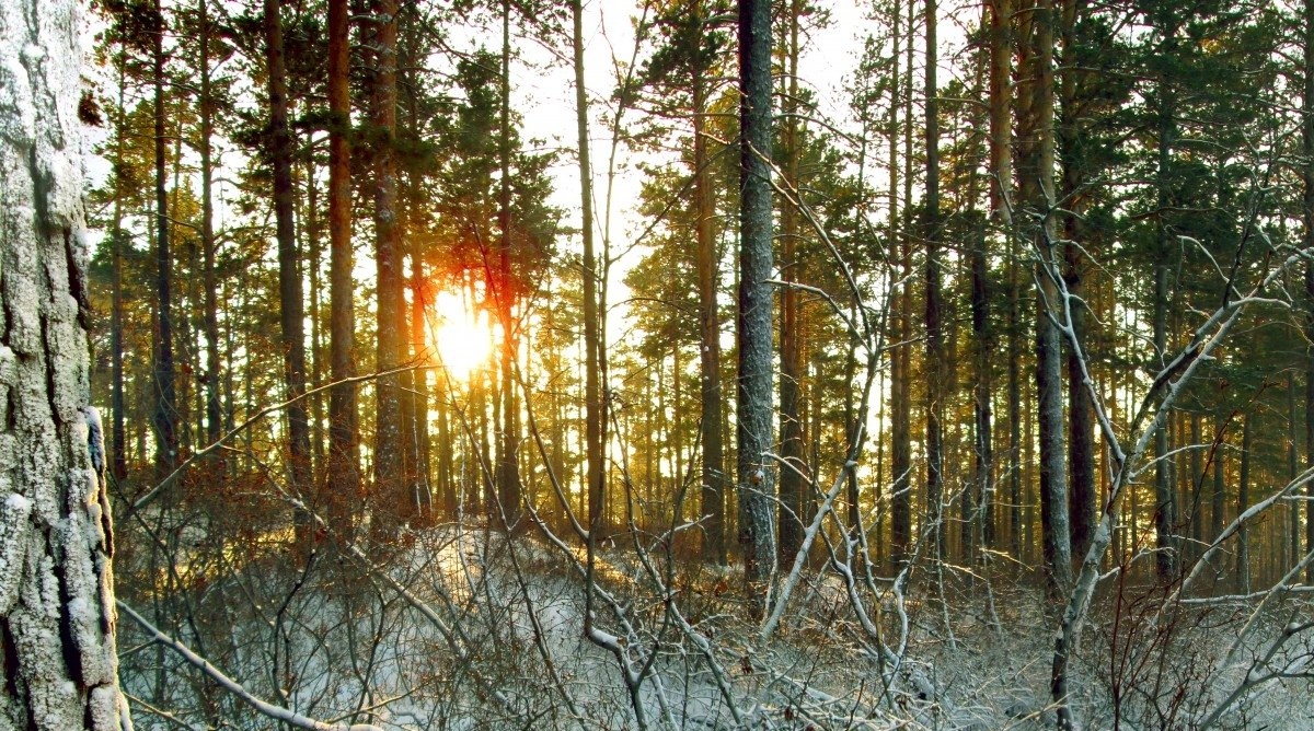 Тайга pxhere.com