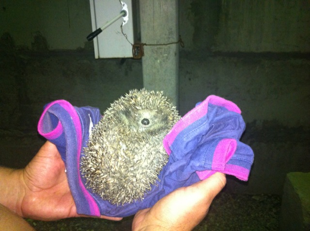 Колючий боец СОБРа , Фото с места события из других источников