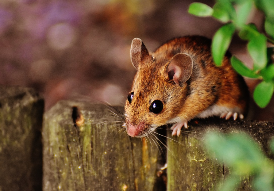 Тематическое фото pxhere.com (18+)