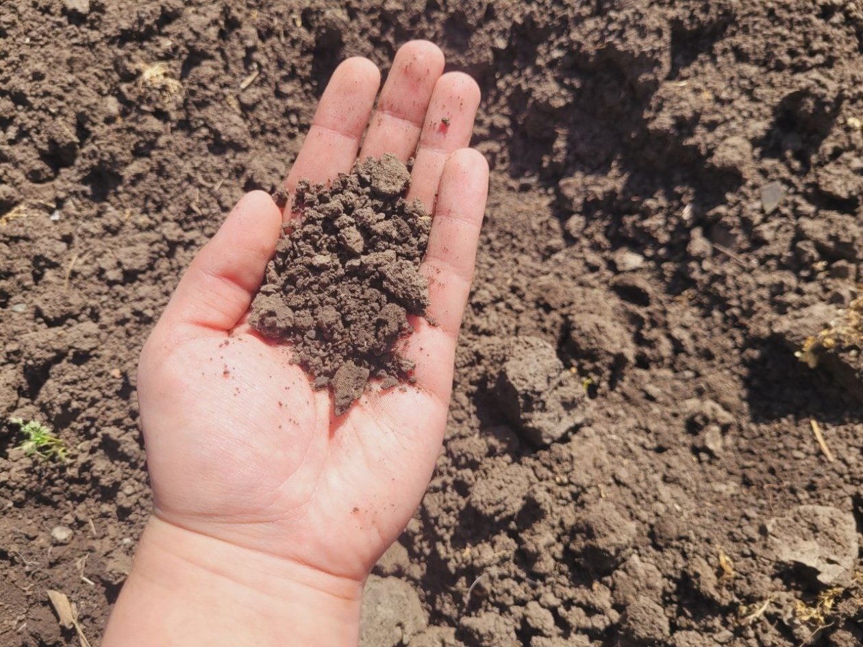 Осенью добавляю &quotлаврушку&quot в землю: почва воздушнее пуха, болезней и паразитов больше нет - секрет опытных садоводов фото автора