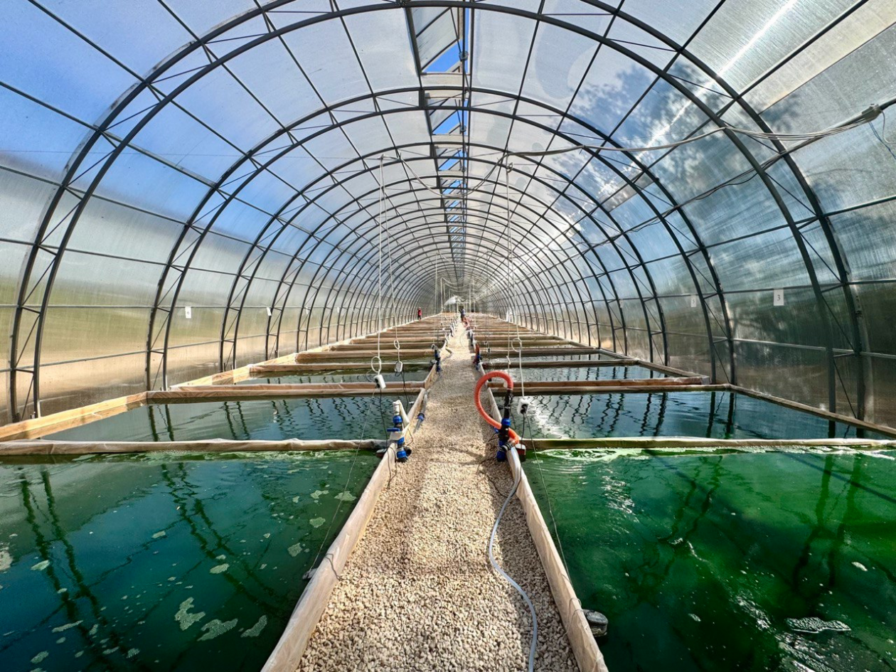 Пресс-служба ФИЦ ИнБЮМ им. О. Ковалевского РАН