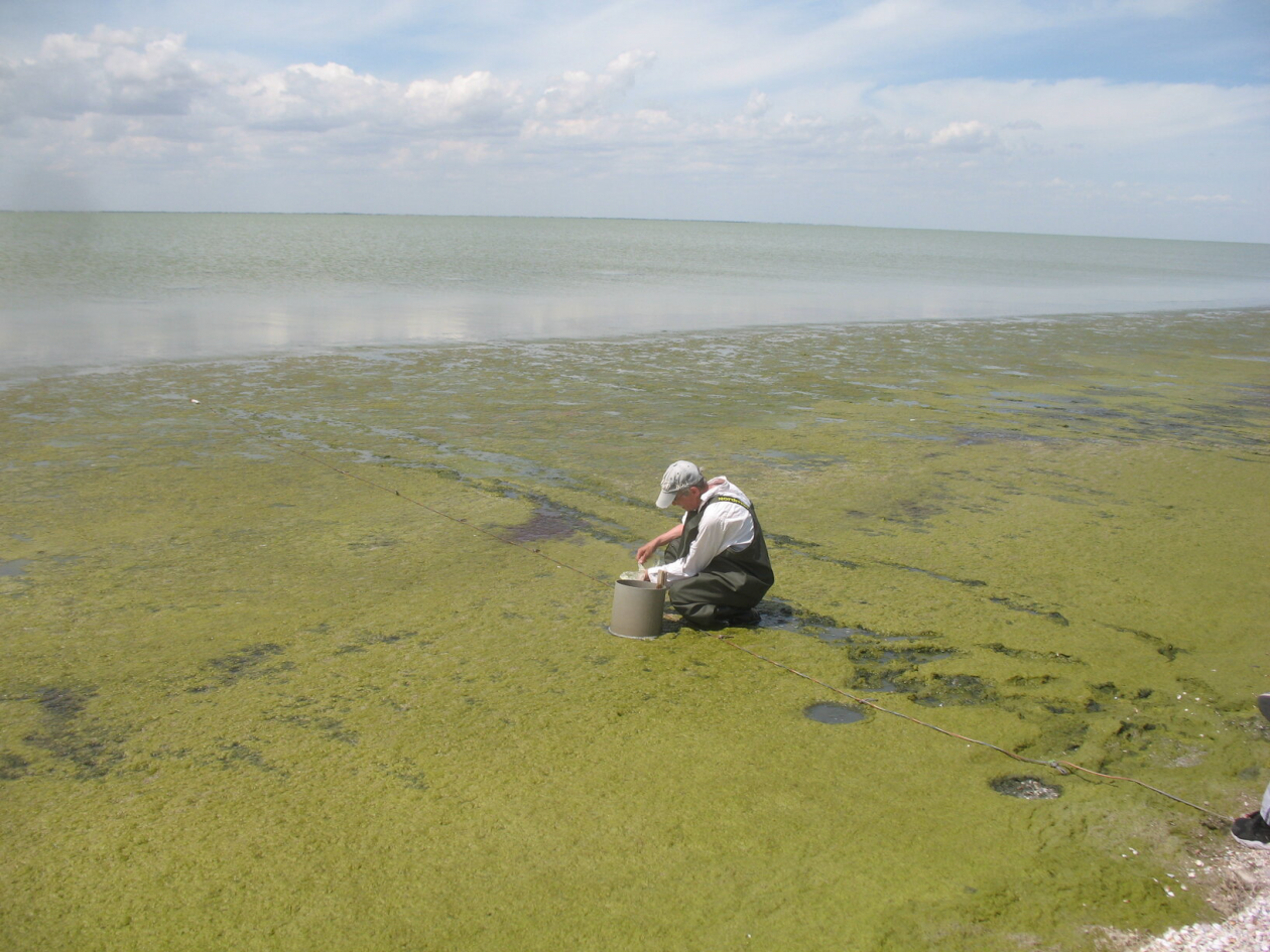 Пресс-служба ФИЦ ИнБЮМ им. О. Ковалевского РАН