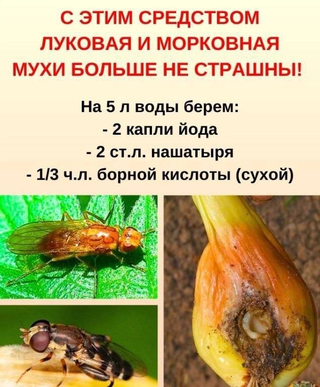 Автор канала