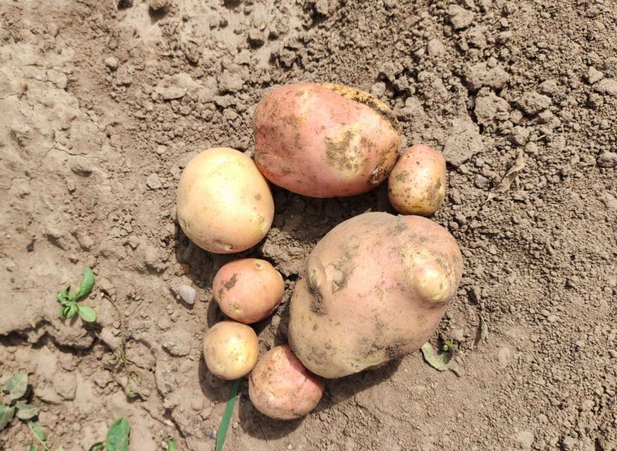 Картофель Автора