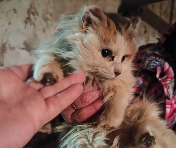 частный приют
