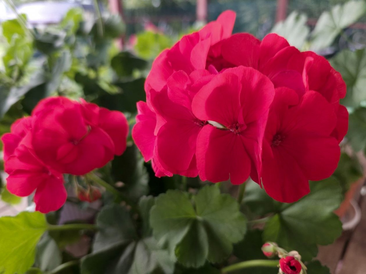 Герань в ноябре только этого и ждет: 2 таблетки под корень — и бутонизация круглый год фото автора