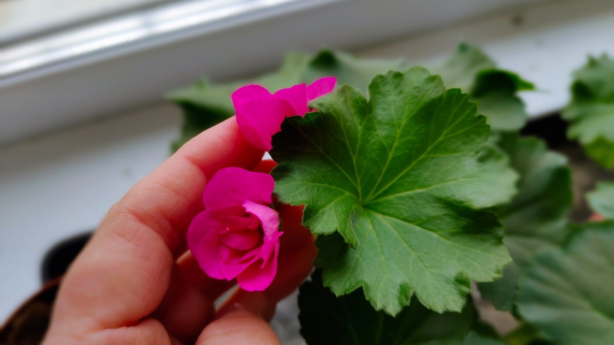 Герань Автора