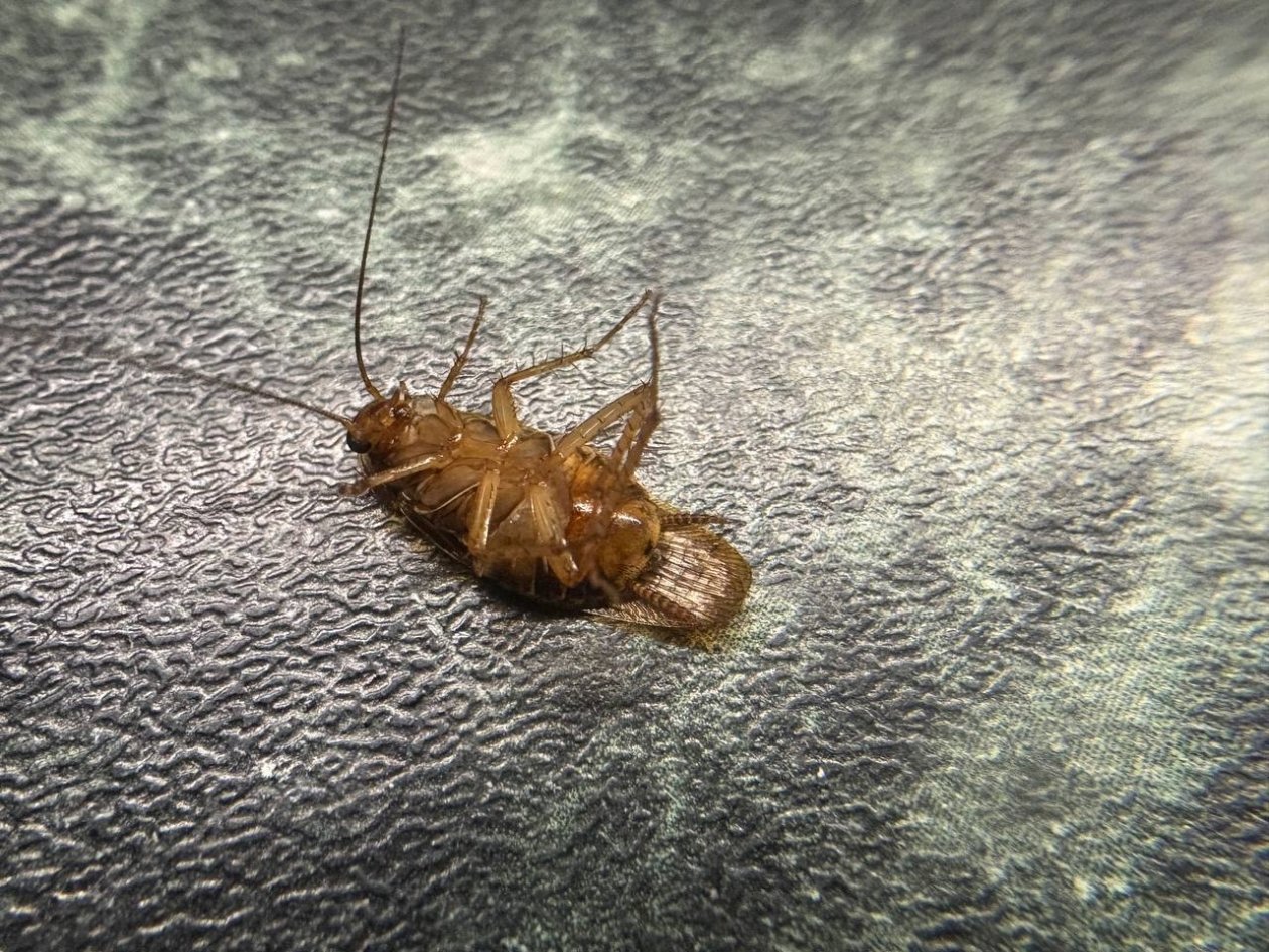 Раскладываем по углам и не верим глазам — тараканов больше нет: нужно всего 2 ингредиента, смешали - и &quotстасики&quot в ужасе удирают фото автора