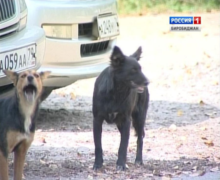 Свора бездомных собак несколько месяцев не дает покоя жителям с.Валдгейм ЕАО ГТРК "Бира"