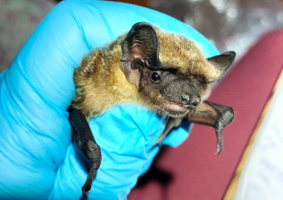 Летучая мышь Ульяна Горобейко