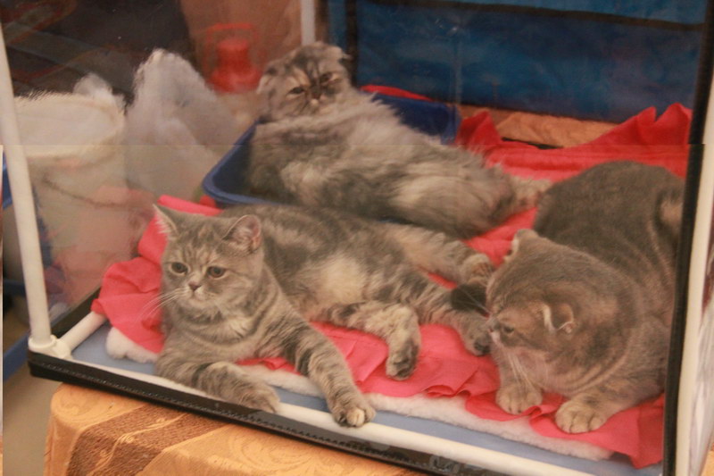 Выездная выставка кошек , Фото с места события из других источников