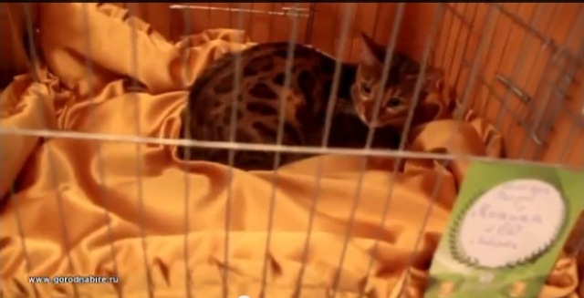 Выездная выставка кошек , Фото с места события из других источников