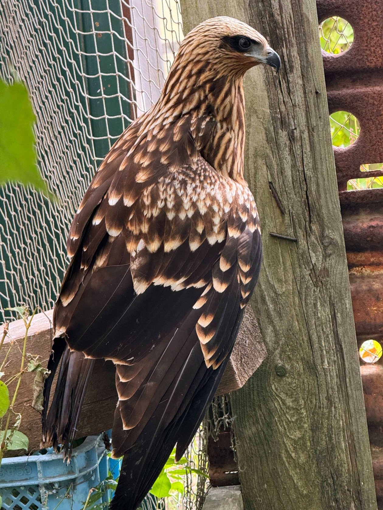 Мария Наумова