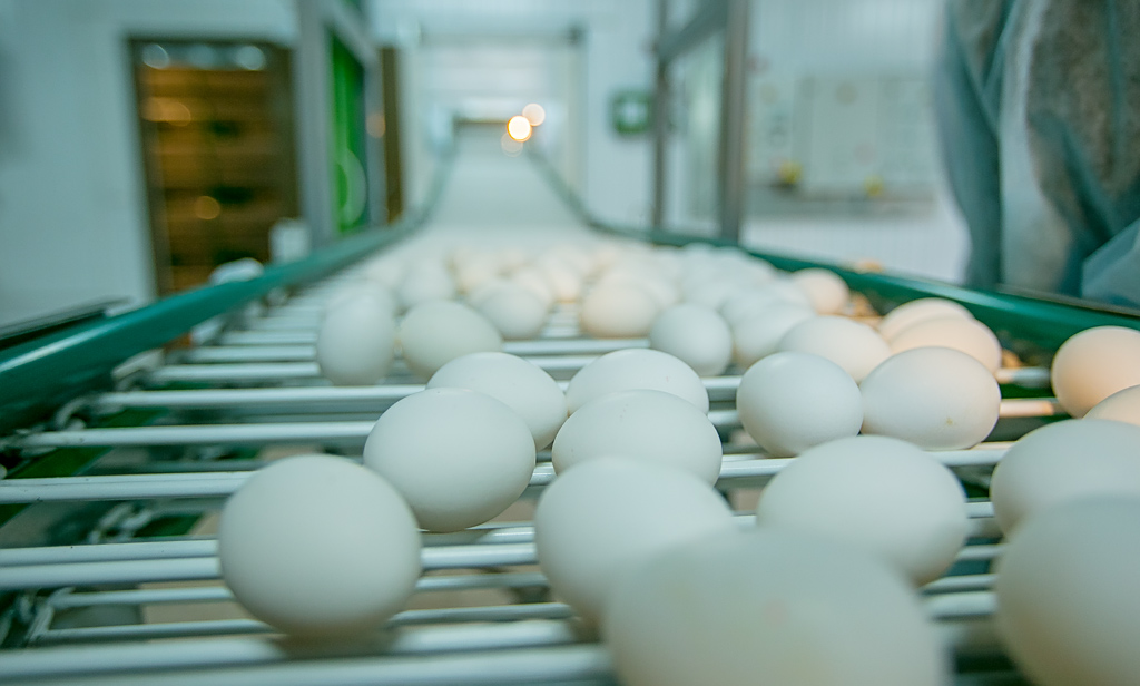 В новом корпусе птицефабрики в Улан-Удэ за год смогут произвести до 60 млн яиц, Фото с места события собственное