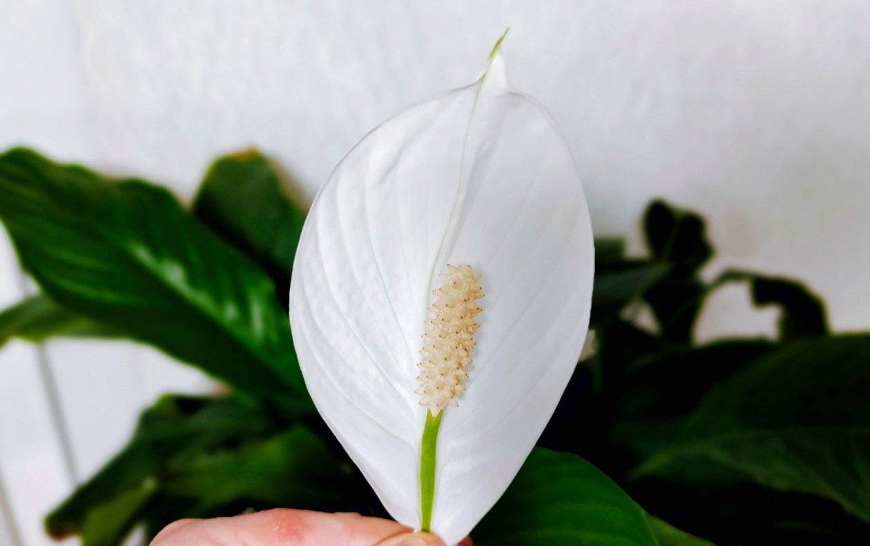 Спатифиллум Автора