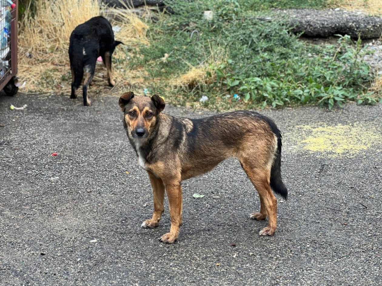 ИА Stavropol.Media