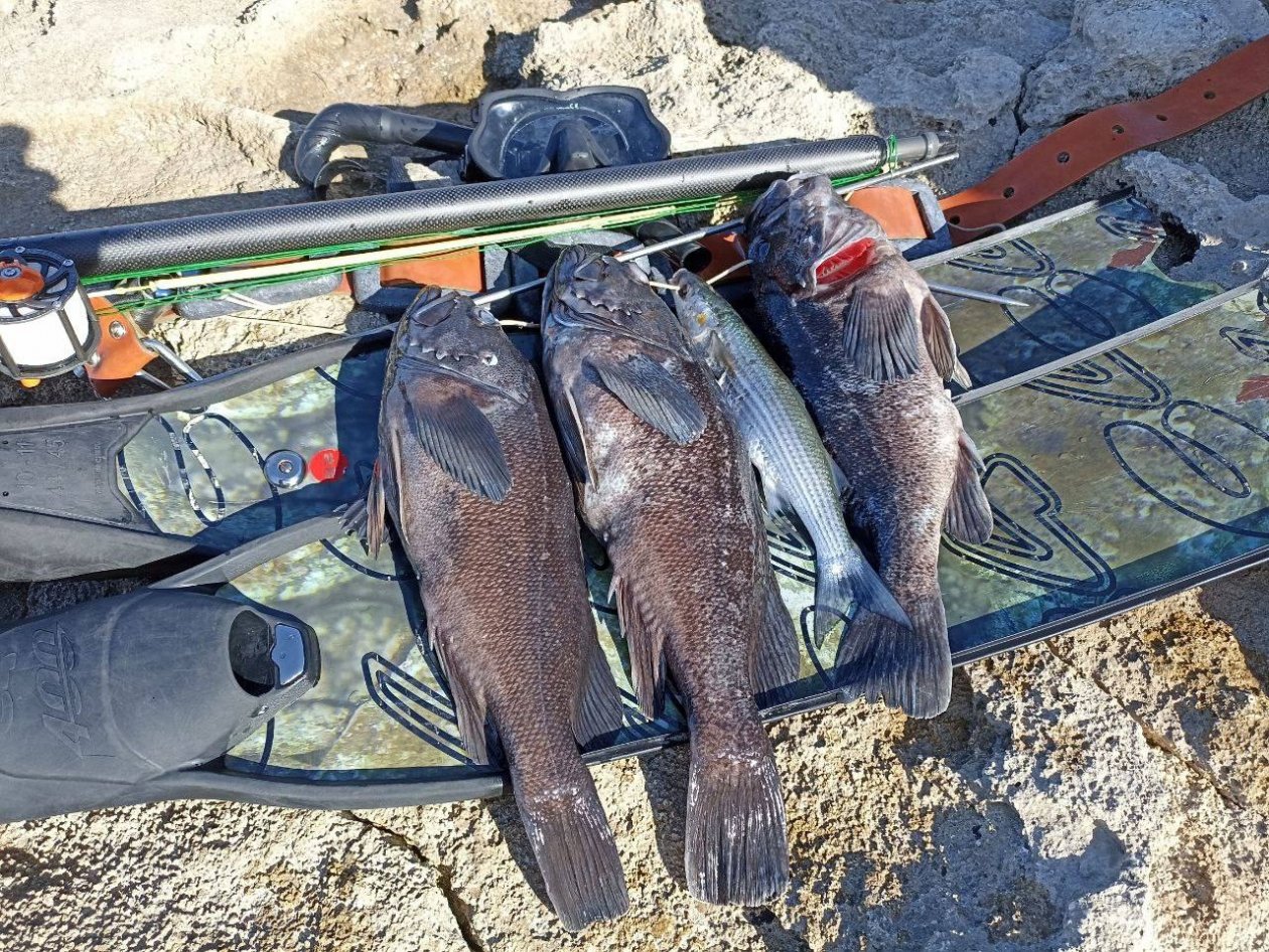 Соцсети Института биологии южных морей имени А.О.Ковалевского РАН