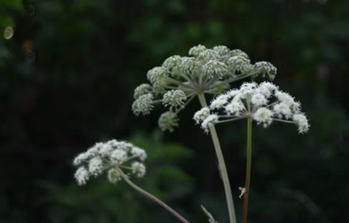 Борщевик unsplash.com