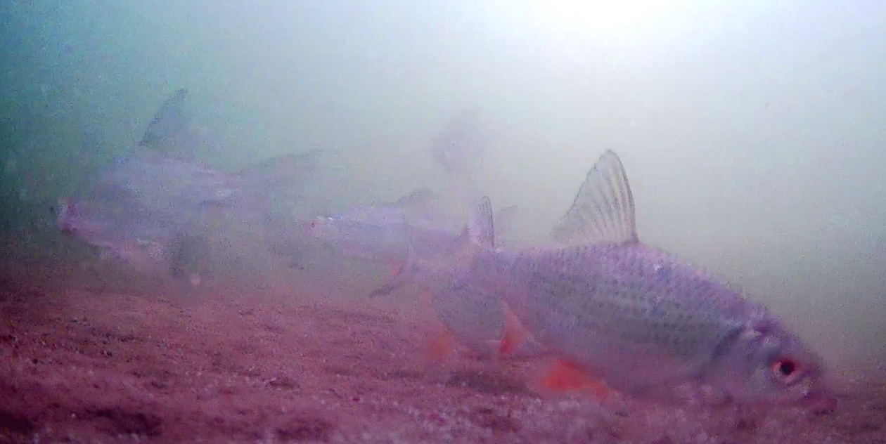 кадр из дзен-канала