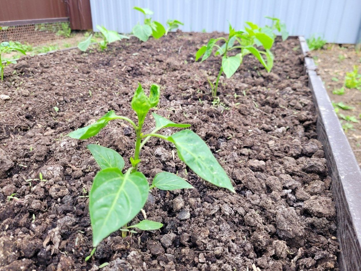 Смешиваю с землей - и почва рыхлая и плодородная: осенняя подкормка решает все фото автора