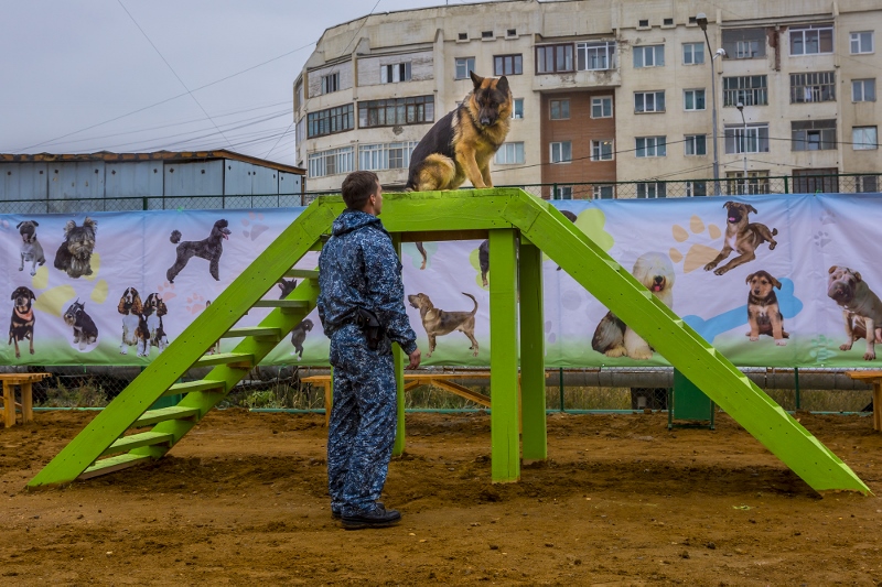 Первая специализированная площадка для собак появилась в Якутске Пресс-служба ОА г. Якутск