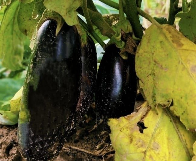 Баклажаны Автора