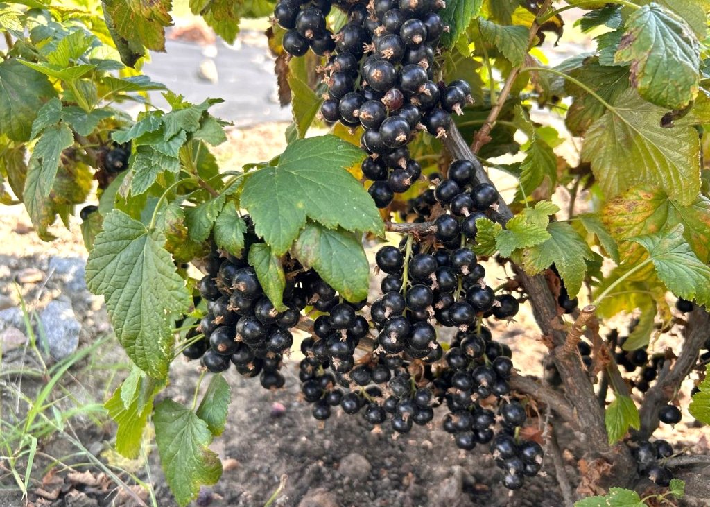 БГСХА им. Филиппова