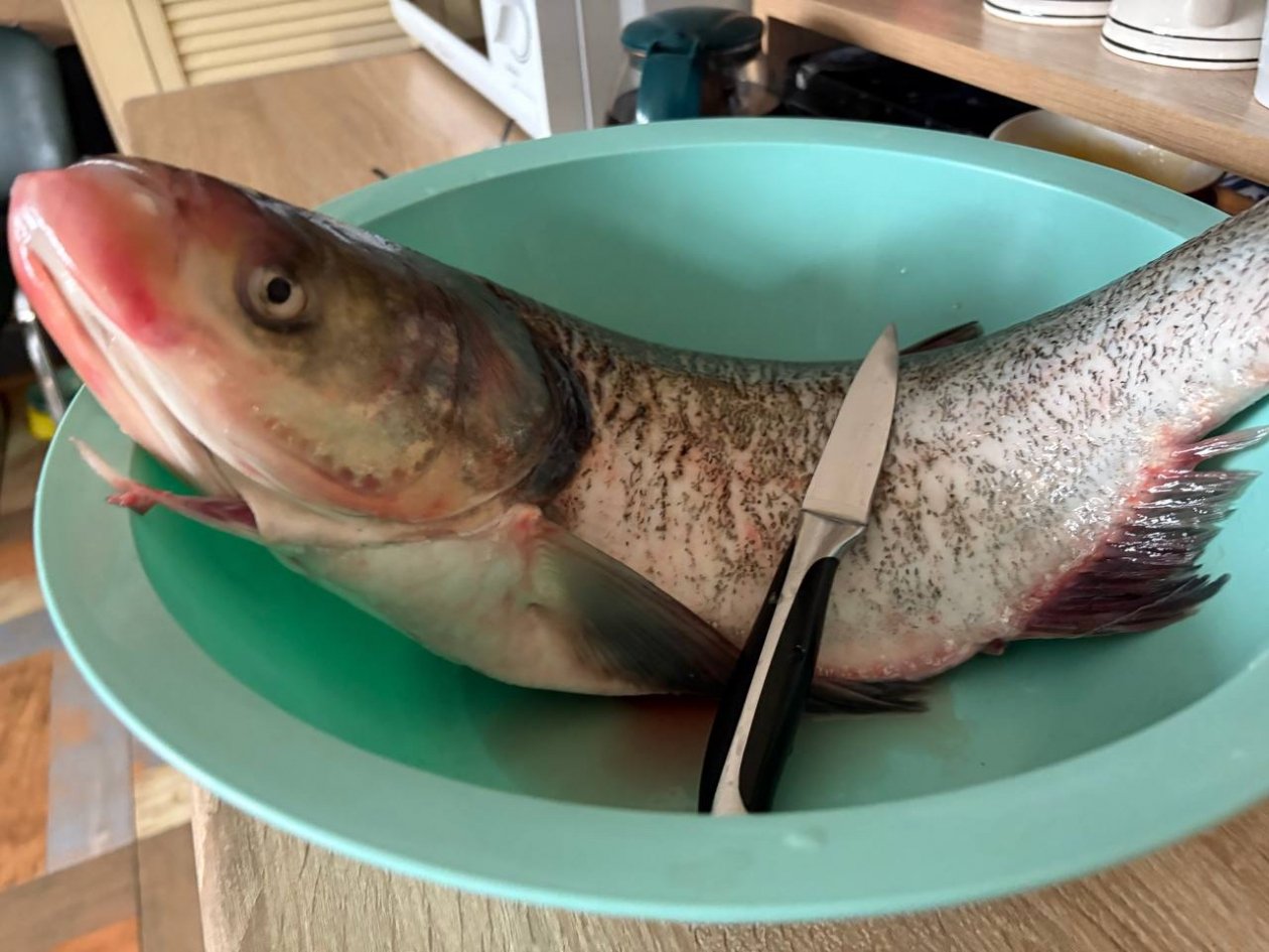 Мелкая чешуя сама слетит с рыбы - метод &quotконтрастного душа&quot ИА Stavropol.Media