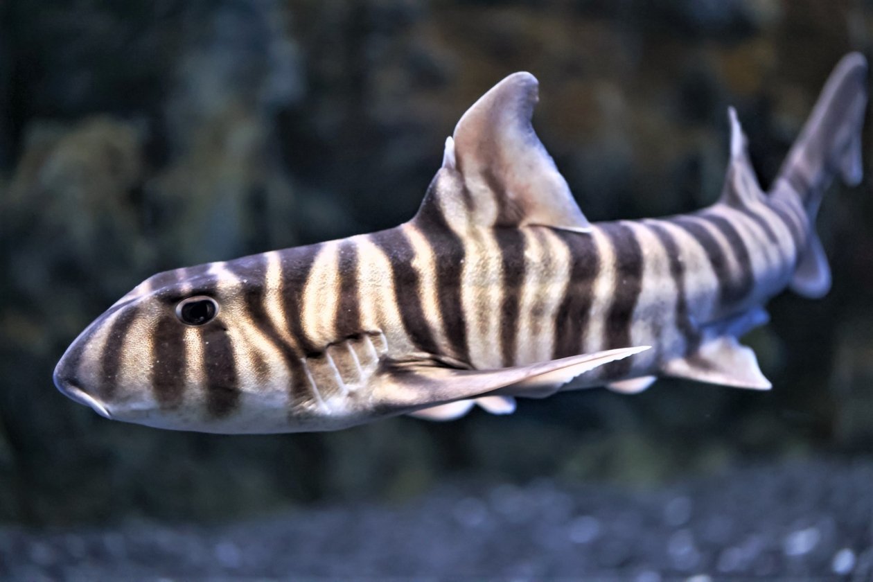 Приморский океанариум