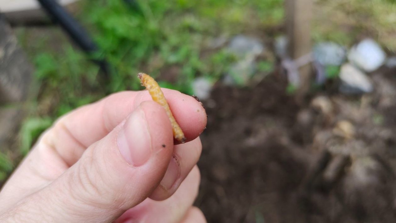 Проволочник Автора