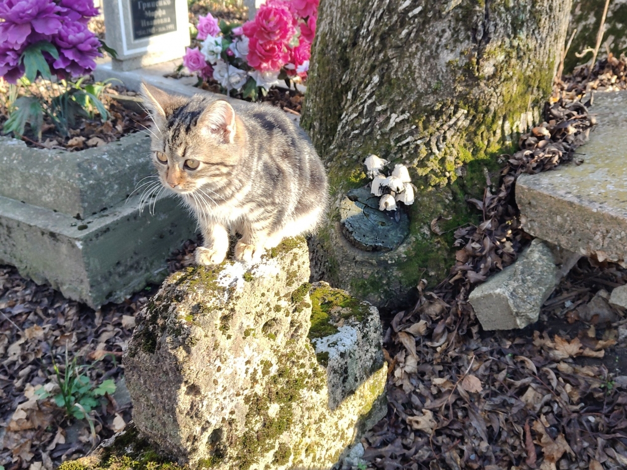 ИА Stavropol.Media