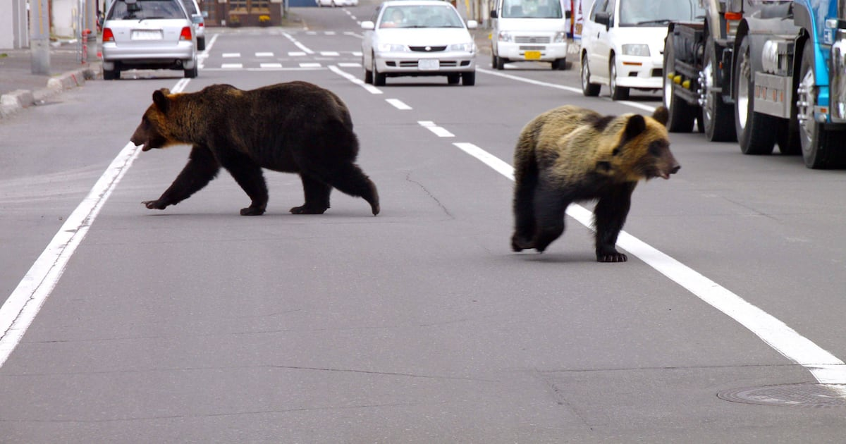 Tribune Online (18+)