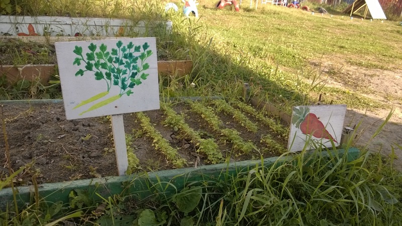 Грядка с морковью, Фото с места события собственное