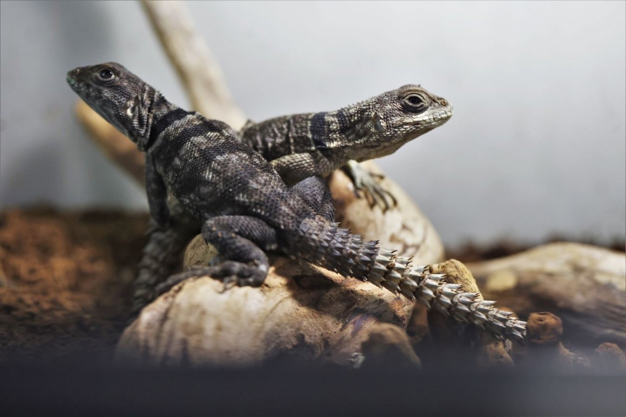 Пресс-служба Приморского океанариума