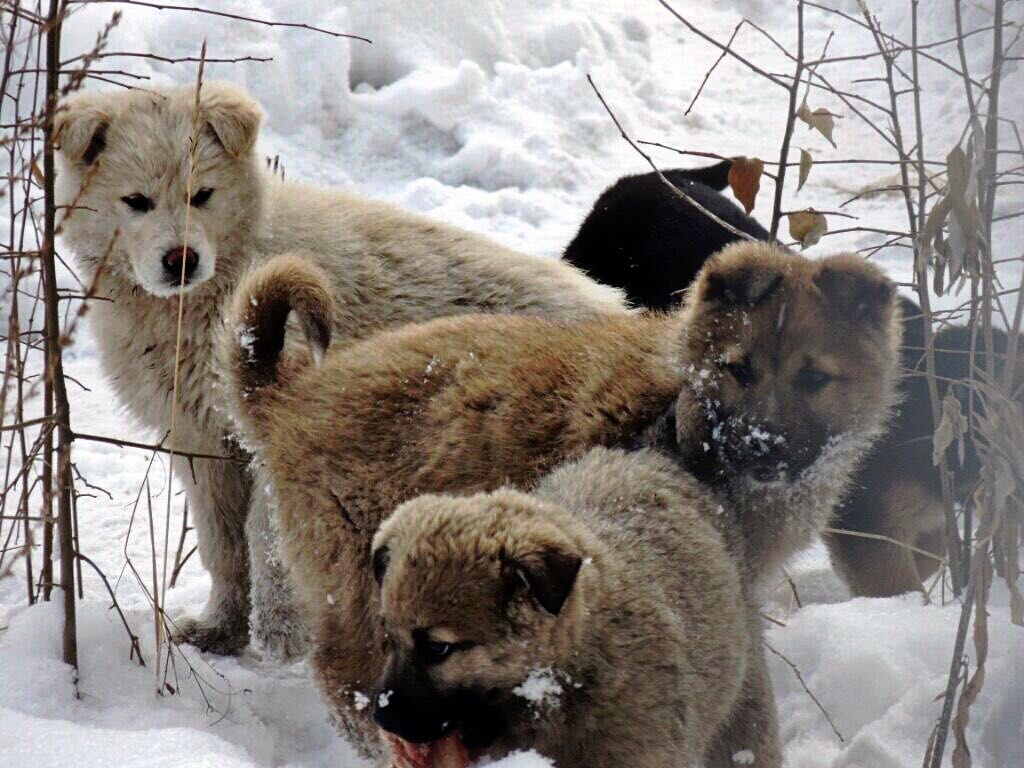 Счастье материнства: нужно ли собаке рожать для здоровья - ветеринары поставили точку в давнем споре ИА PrimaMedia