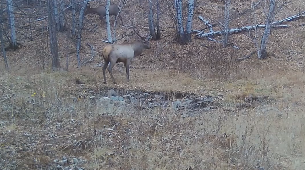 Дикие животные кадр из видео
