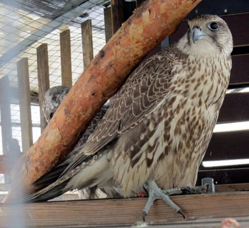 Кречет прокуратуры Забайкалья