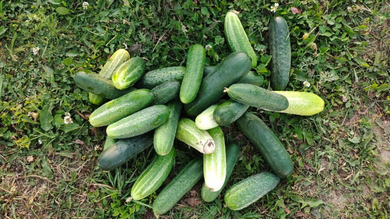 Посадил и забыл - эти 3 сорта огурцов созданы для ленивых: урожая завались без лишних хлопот Автора