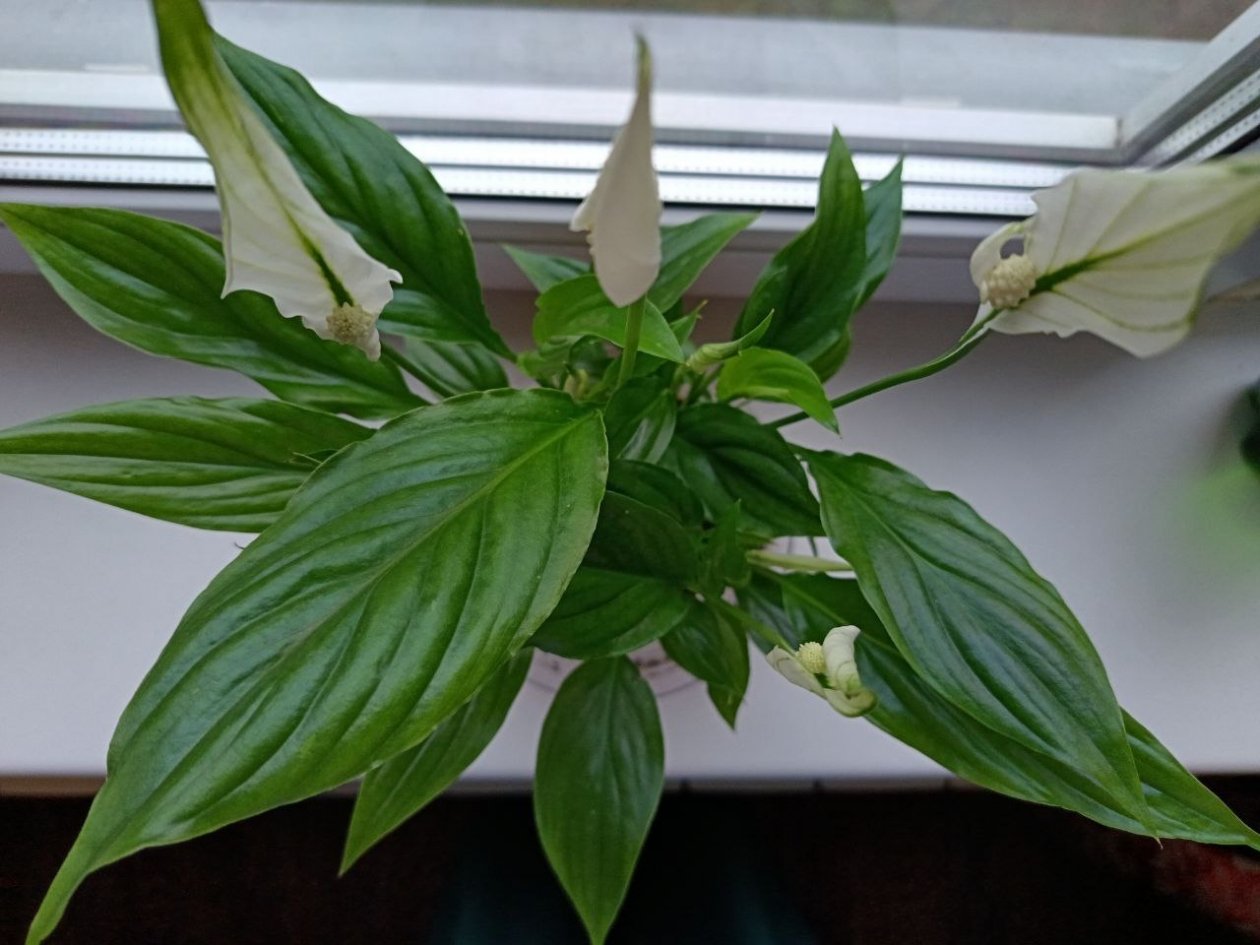 &quotГрустному&quot спатифиллуму зимой — обязательно: раз в 21 день льем под корень — цветению нет границ ИА SevastopolMedia.ru