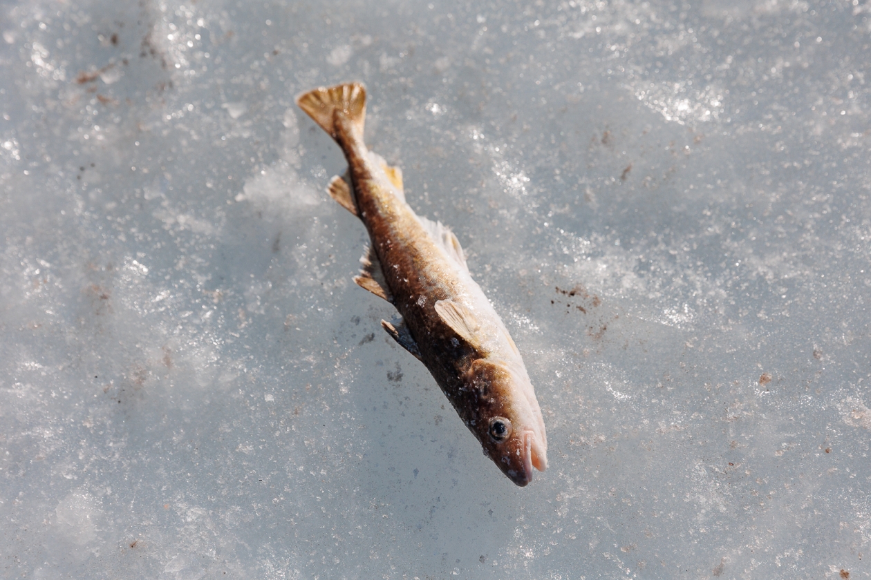 Какие наживки подходят для ловли рыбы в зимней воде - чему уделить внимание Илья Аверьянов, ИА PrimaMedia