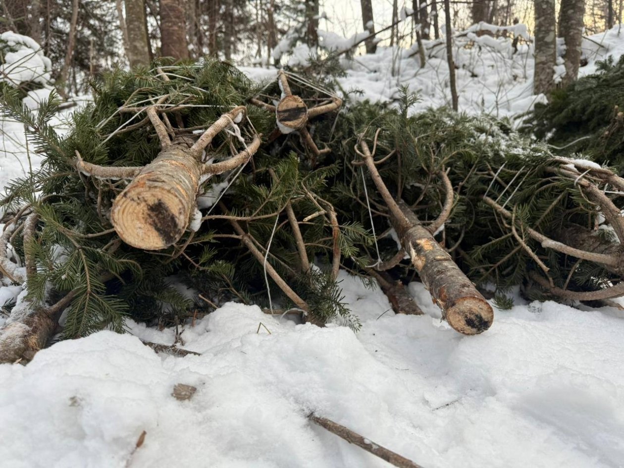 &quotЧёрный лесоруб&quot уничтожил лес на 1,35 млн рублей в Приморье Пресс-служба УМВД России по Приморскому краю