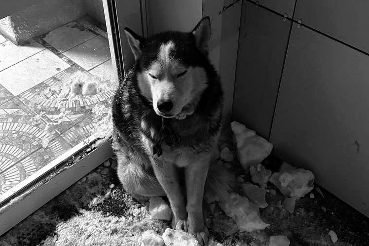 Погибшая собака ВКонтакте (12+) БУ г.Омска &quotМуниципальный приют для животных&quot