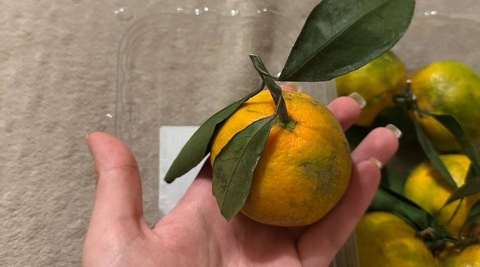 ИА Stavropol.Media