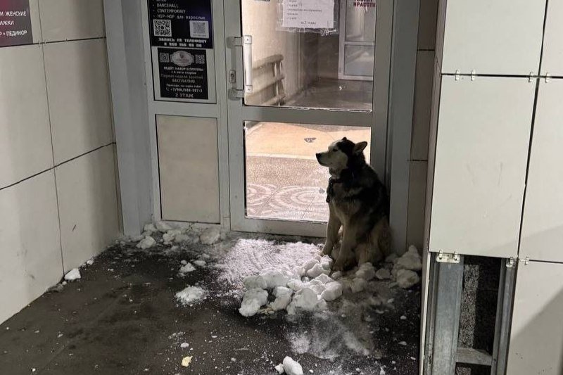 Та самая собака телеграм-канал (18+) &quotИнцидент Омск&quot