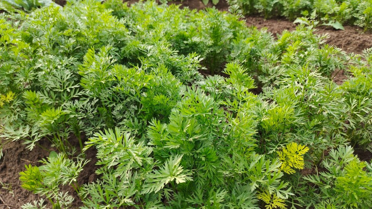 Морковь Автора