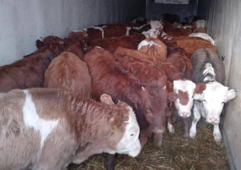 Более 1,4 тысячи голов скота без сопроводительных документов задержано в Слюдянском районе Пресс-служба правительства Иркутской области