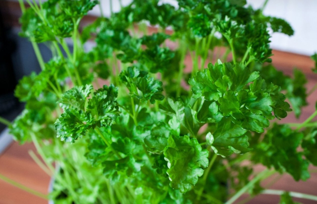 Тематическое фото pxhere.com